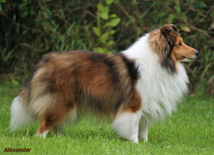 Tukli mushuk retro porno bilan katta kokrak